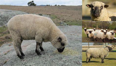 Shropshire Sheep Breed Everything You Need To Know