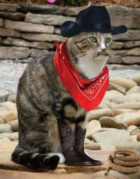 Cowboy Cat With A Hat Photogallery