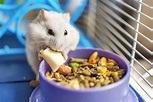 How to Feed Hamsters – A Guide for Beginners – Hamsters101.com