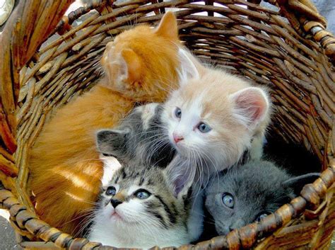  Wan Perlis: Gambar Kucing Comel