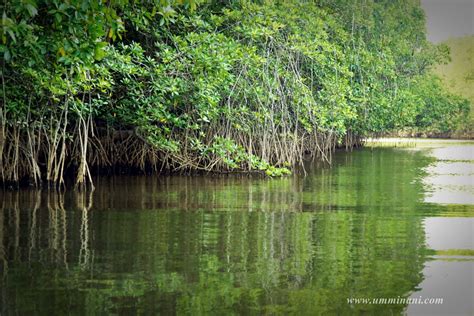 Menyurusuri Paya Bakau Di Cherating Cherating Mangrove River Mangrove