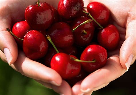 Healthy Benefits Of Cherries See Pics Lifestyle News India Tv