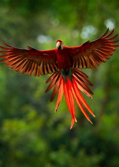 22 Scarlet Macaw Facts Guide To The Beautiful Ara Macao Justbirding