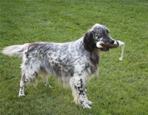 Our setters are highly intelligent and devoted pets. English Setter Breeders