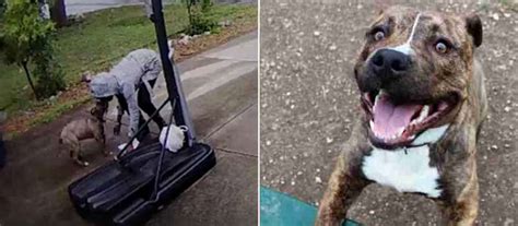 This Sweet Dog Was Abandoned And The Heartbreaking Scene Was Caught On