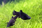 Black Molly Haltung im Aquarium | zooplus Aquaristik Magazin