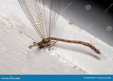 Adult Antlion Insect Stock Image Image Of Myrmeleontinae 258932225