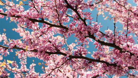 Ultra hd wallpapers 4k, 5k and 8k backgrounds for desktop and mobile. Pink blossoms | HD wallpaper, 4K, desktop background ...