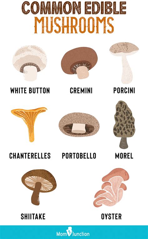 Mushrooms For Babies: Safety, Health Benefits And Recipes - Parenting ...