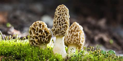 Complete Guide To Morel Mushrooms Grocycle