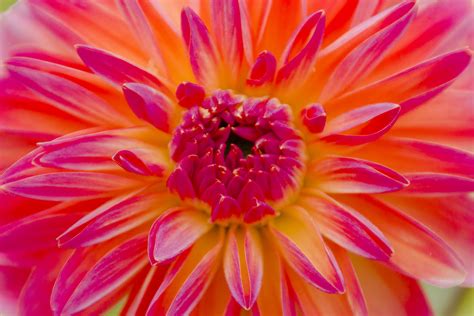 Closeup Photography Of Red And Yellow Petaled Flower Dahlia Hd