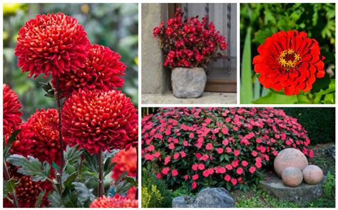 10 Beautiful Bold Red Annuals For Your Garden Garden Lovers Club