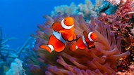 HD Ocean Sea Life Wallpapers (47+ images)