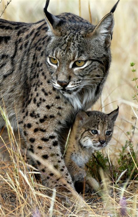 Large Wild Cat Breeds Cats Types