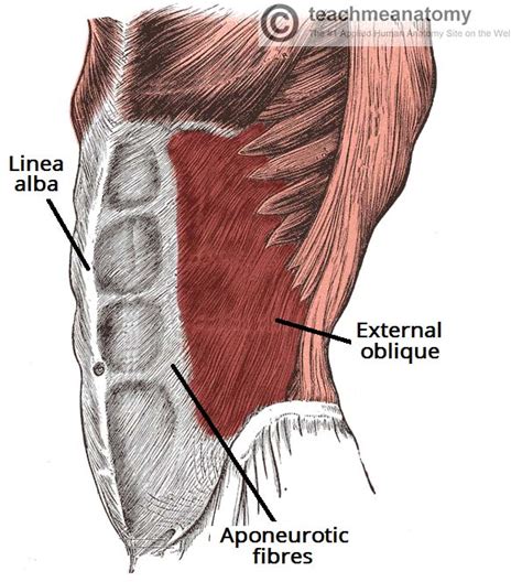 Anatomia Abdome