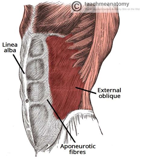 Musculos Abdomen