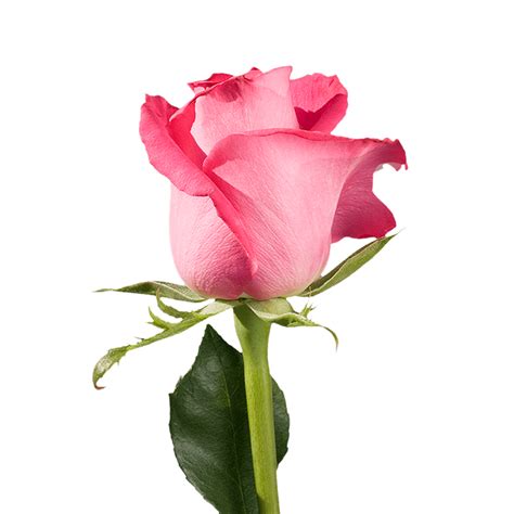 Single Roses for Dance Recital Gifts | GlobalRose