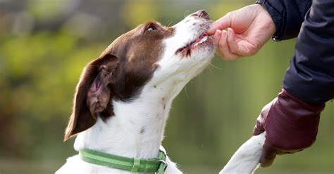 Basic Dog Training Tips Every First Time Dog Owner Needs To Know