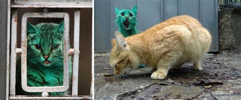 Cat Mysteriously Turns Green Investigators Find The Culprit