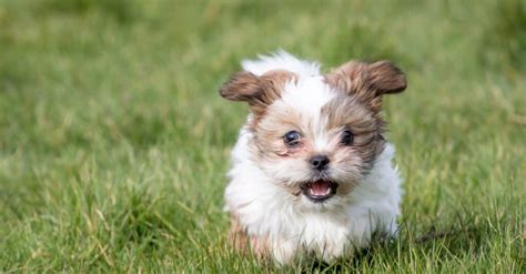 Havanese Vs Shih Tzu Whats The Difference W3schools