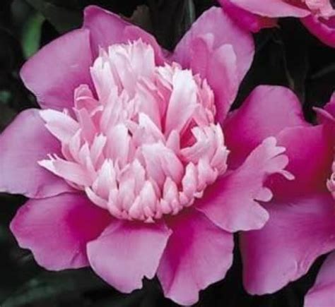 Pink Cameo Peony Grimms Gardens