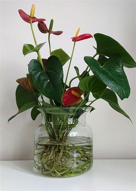 An Anthurium Houseplant Growing In A Water Vase Plants In Bottles