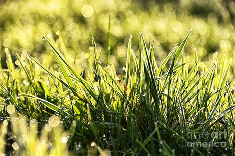 Morning Sunshine Dew On Grass Photograph By Thomas R Fletcher