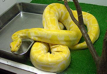 (central) african rock python など）はニシキヘビ科ニシキヘビ属に分類されるヘビである。かつてナタールニシキヘビ (学名: 縁起のよい白ヘビの動画／Web雑記