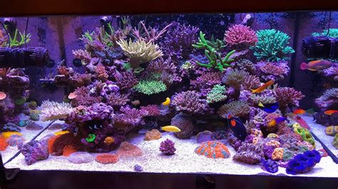 7 Best Sps Corals For Beginners • Fish Tank Advisor