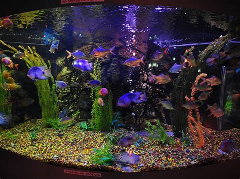 49 Free Animated Fish Aquarium Wallpaper On Wallpapersafari