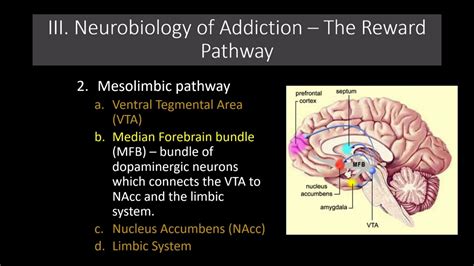Lecture 11 The Neurobiology Of Addiction The Reward Pathway Youtube
