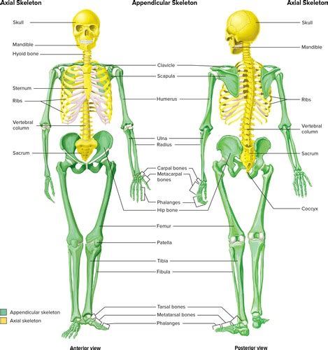 Chapter 7 Anatomy And Physiology Flashcards Quizlet