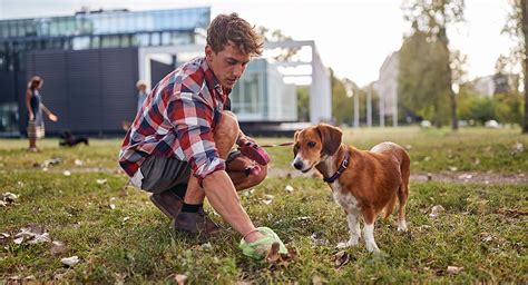 Estudio Las Heces Y Orina De Los Perros Tienen Un Impacto Negativo En