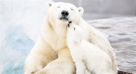 Photo Shows Polar Bear Cub Cuddling With Its Mom Bears