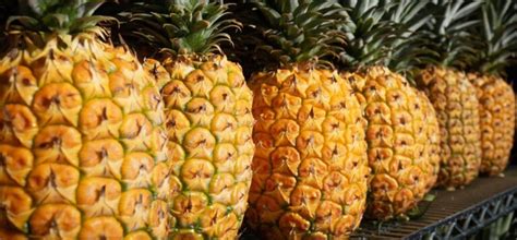 How Do Pineapples Grow Everything You Need To Know