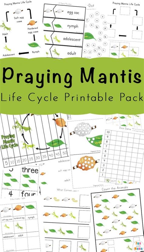 Praying Mantis Life Cycle Printable Pack Fun With Mama