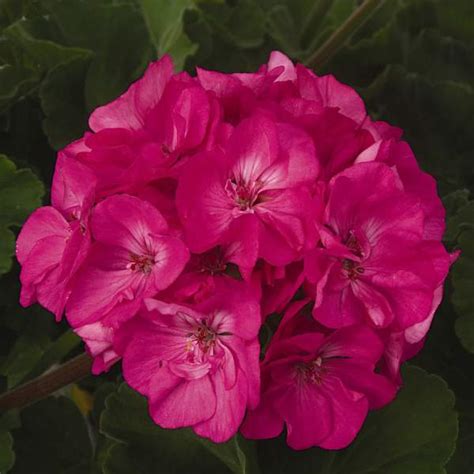 Wholesale Petunia Ray Halo Pink Rooted Plug Liners