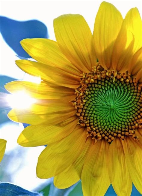 Sunflowers Brighten Your Day Beautiful Nature Brighten