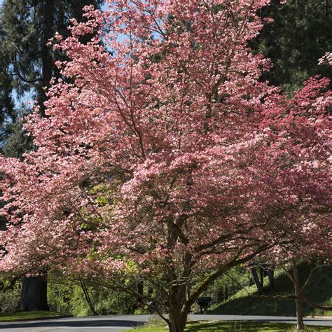 Pink Dogwood Tree – Green Thumbs Garden