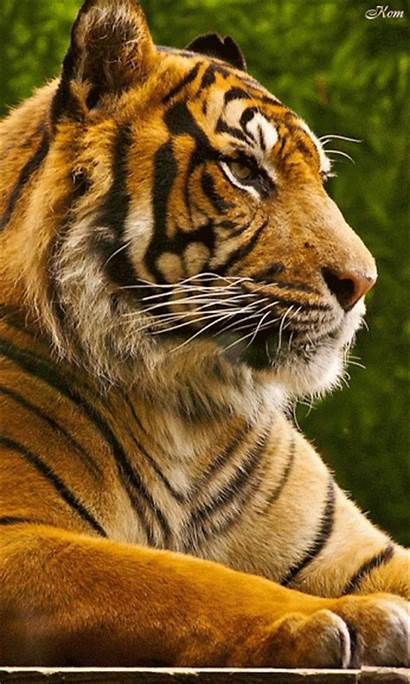 Tiger Animation Gifs Tigre Decent Scraps Tigers