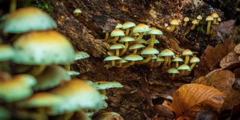 Are Psychedelic Mushrooms The New Wonder Drug For Depression