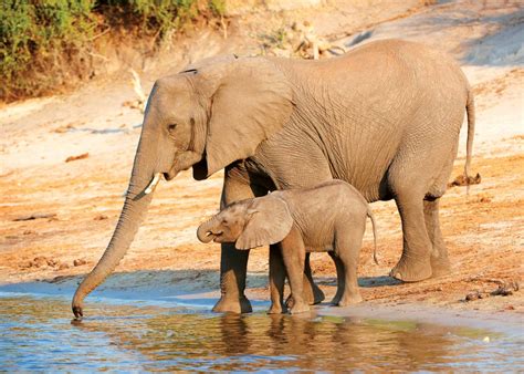 Savanna African Bush Elephant Pets Lovers