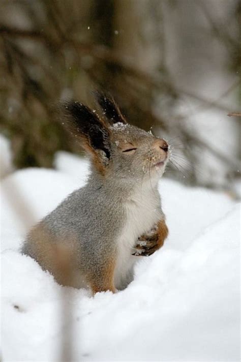 Snow Bunny Just Pretty And Cute Pinterest