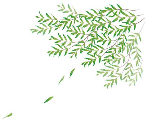The willow tree boutique graphic tees are known for their quality. Royalty Free Willow Tree Clip Art, Vector Images ...