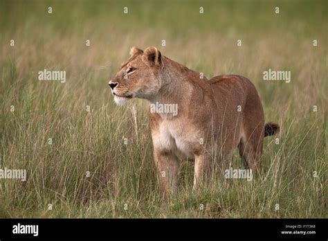 Lion Panthera Leo Female Lioness In Tall Grass Serengeti National