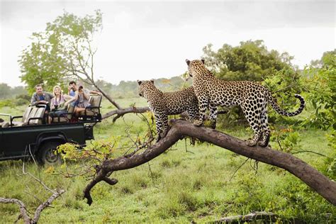 Tips To Staying Safe While You Are On Safari