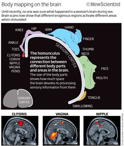 Sex On The Brain What Turns Women On Mapped Out New Scientist