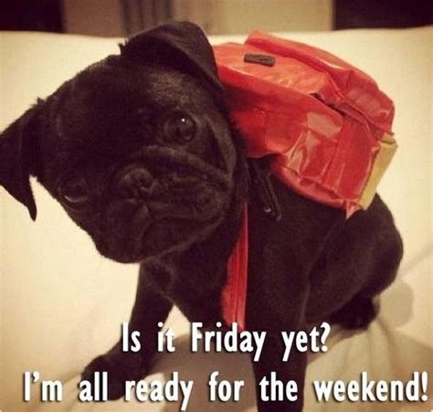 Just warning you guys with memes. 19 best images about Friday Cats & Dogs on Pinterest | The ...