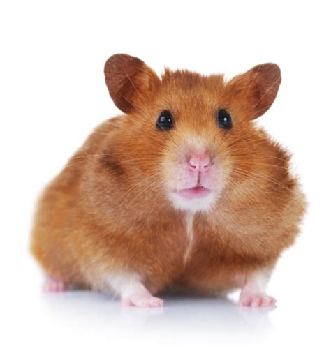 Hamster Petstarter