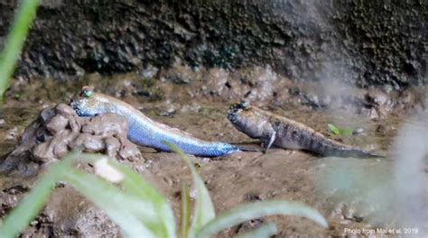 Mudskipper Mystery Tracing True Evolutionary Origins Fishbio